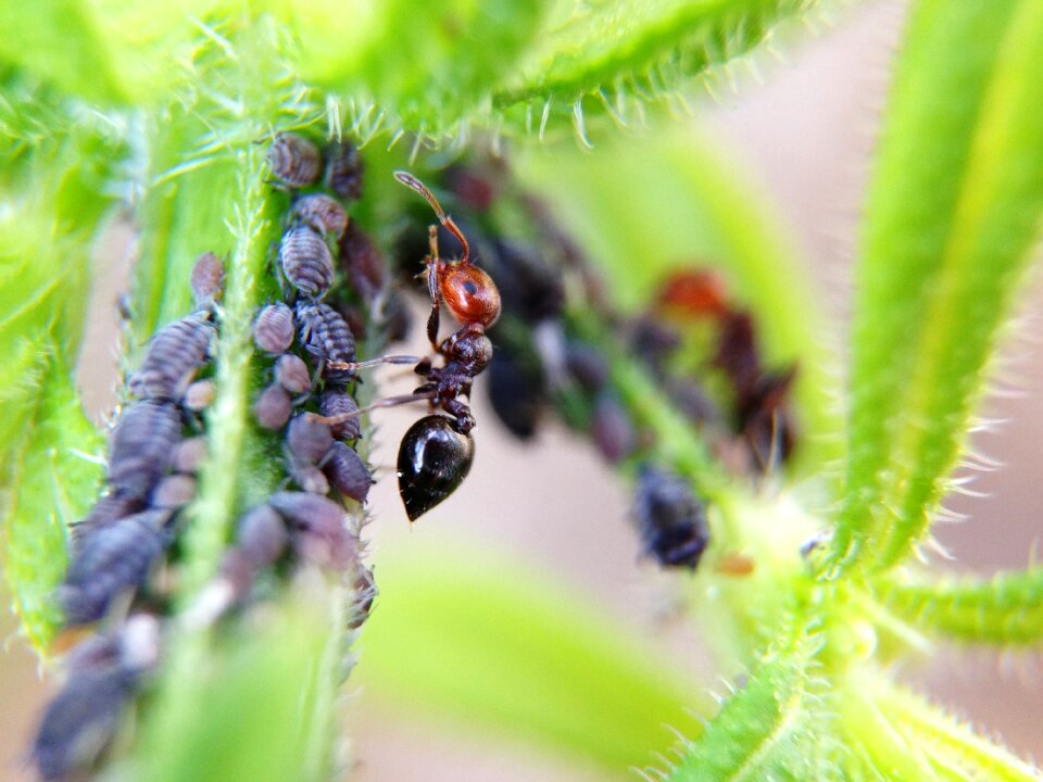 Larvae animals nature