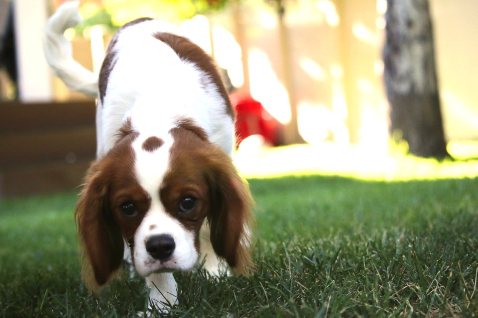 Kaysville, United states, Piebald