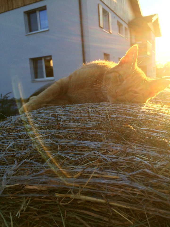 Austria, Evening, Hay bale