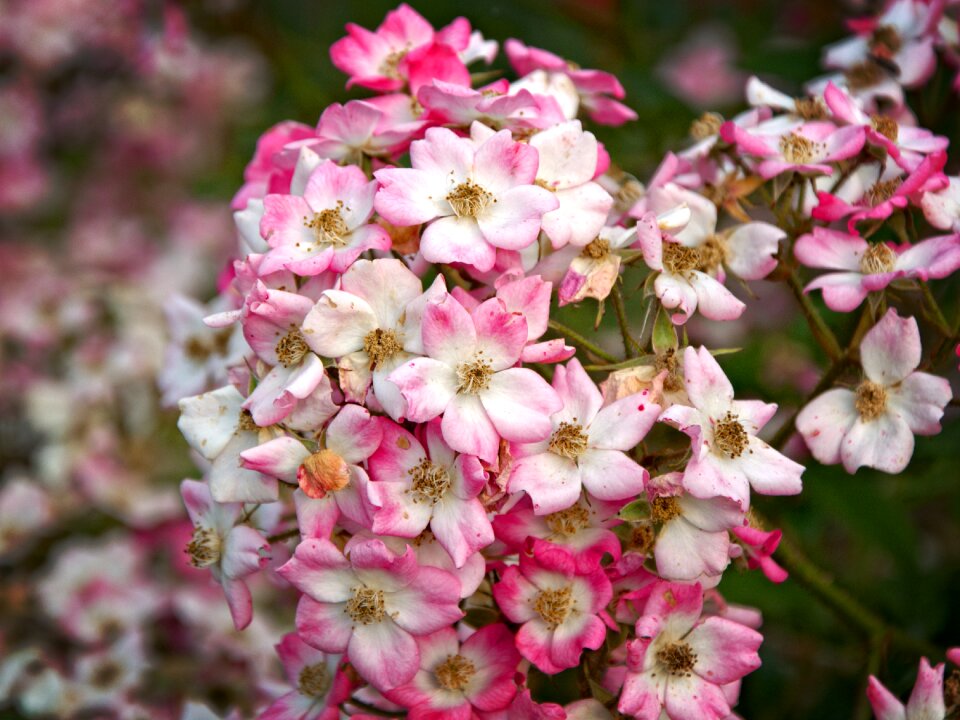 Bloom pink red