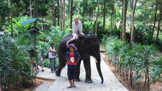 Thail, Ko samui, Forest photo