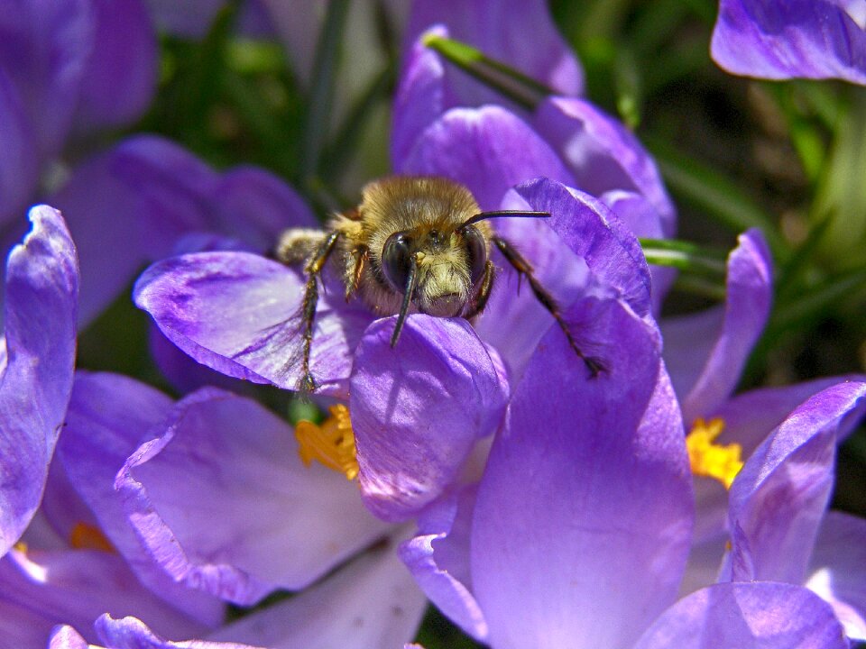 Macro garden purple photo