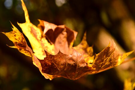 Maple leaves colorful leaf photo