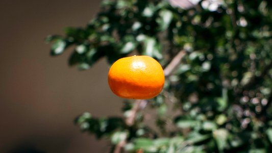 Santo domingo, Dominican republic, Fruit photo