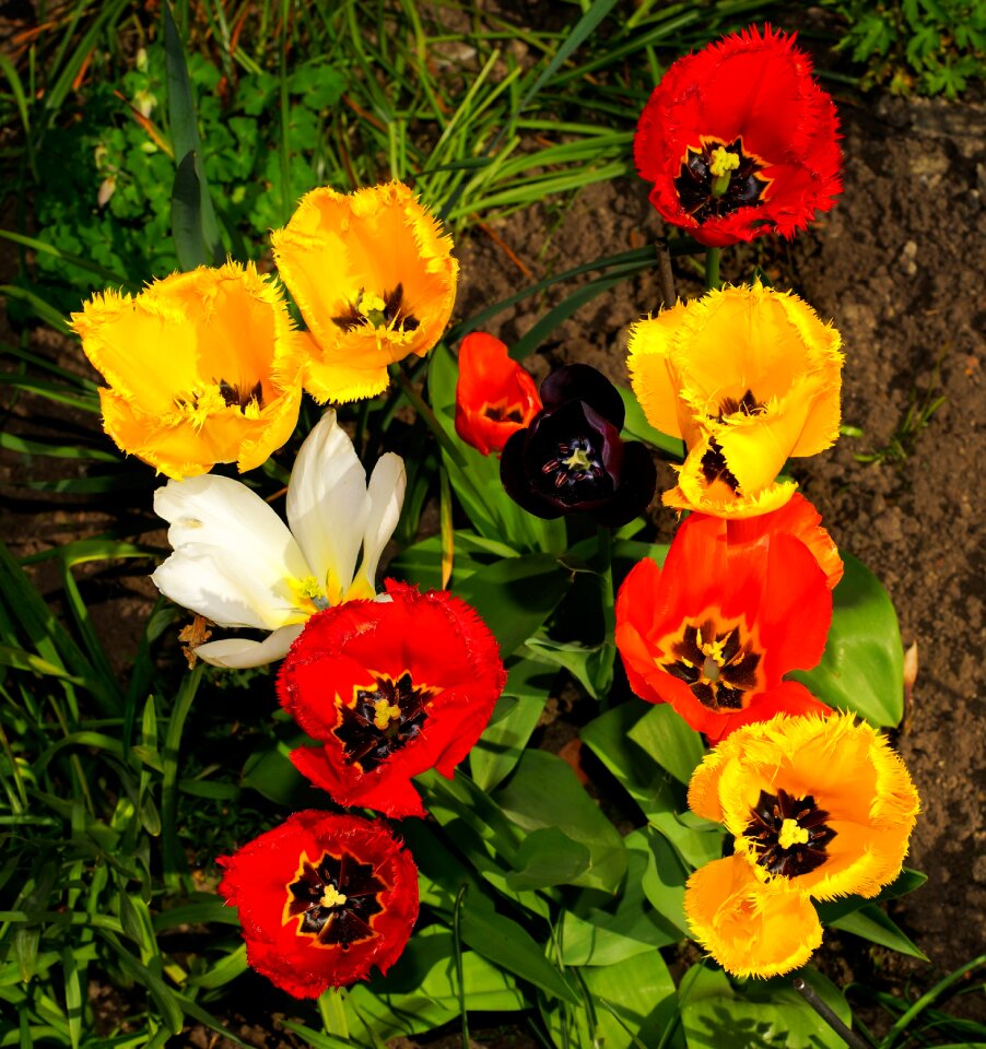 Colorful spring plant