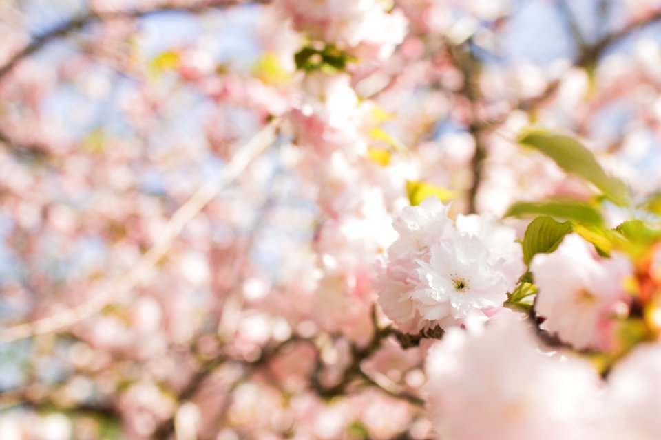 Brooklyn botanic garden, United states, Soft