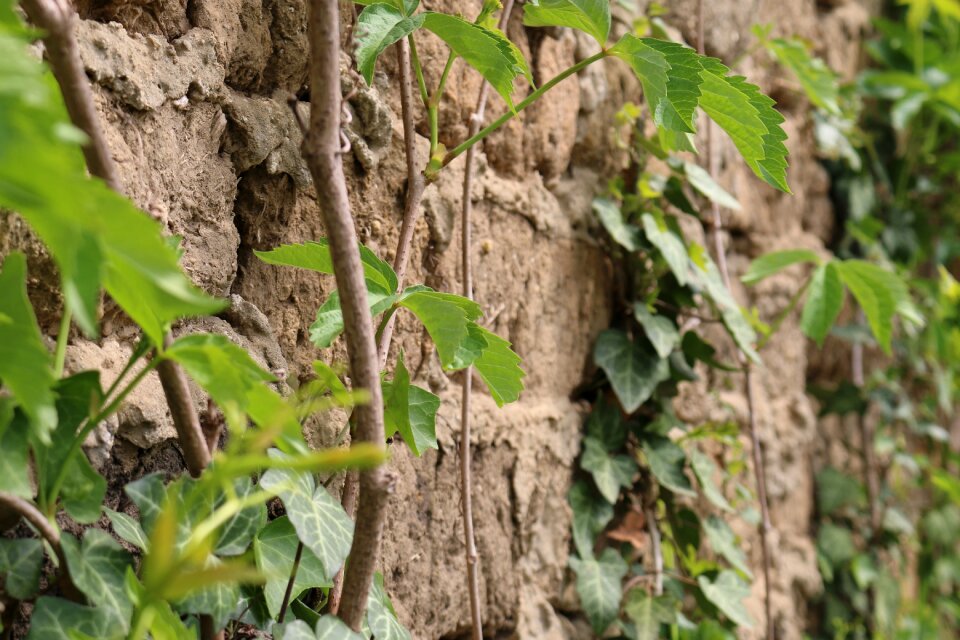 Old plants rustic