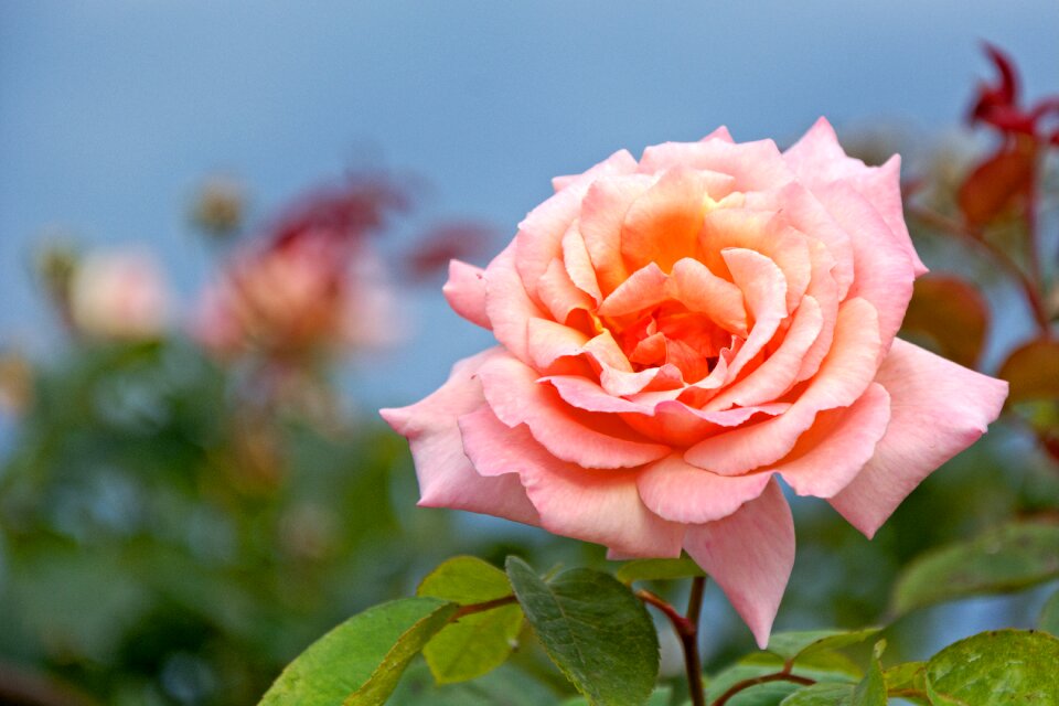 Bloom pink red
