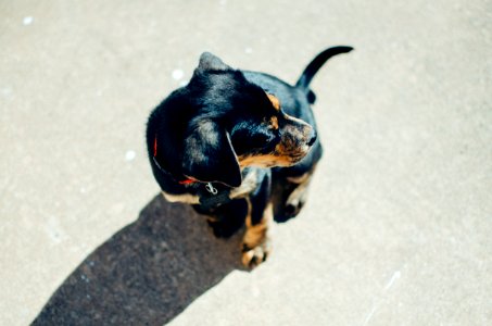 black and tan doberman puppy sitting in the ground photo