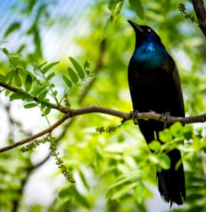 selective focus photography of black and blue bird on tree branch photo
