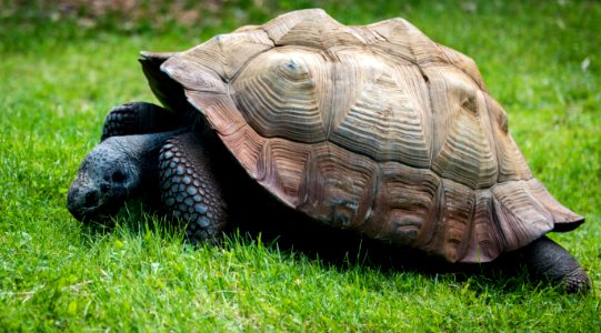 brown and gray turtle in green grass at daytime photo