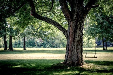 photo of swing chair on tree photo