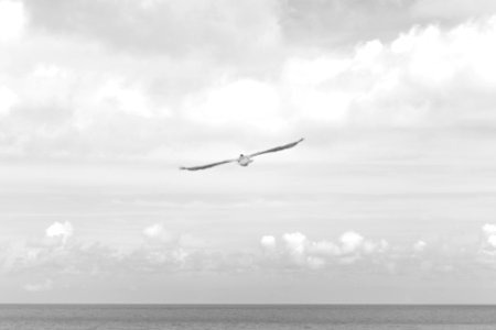grayscale photo of bird flying photo