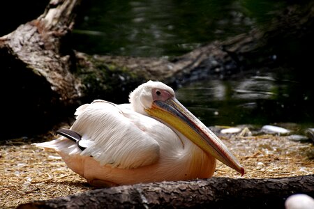 Birds animal plumage
