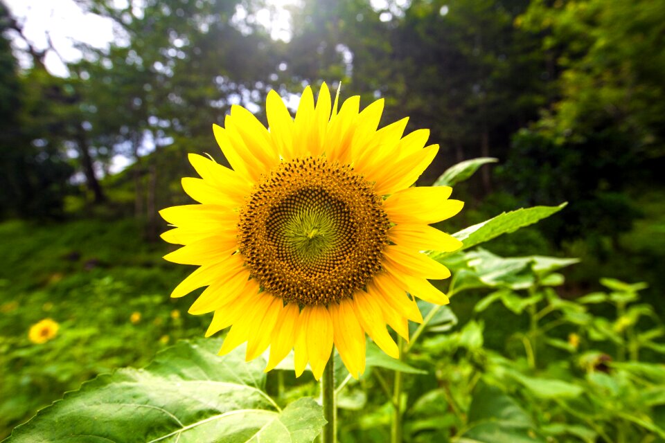 Garden sunflower plant