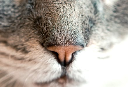 close-up photography of animal nose photo