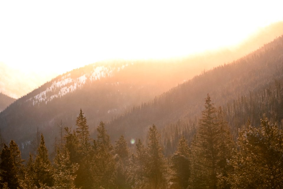 green leaf trees on mountain