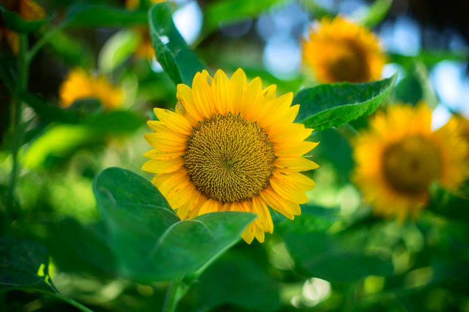 shallow focus photography of sunflower photo