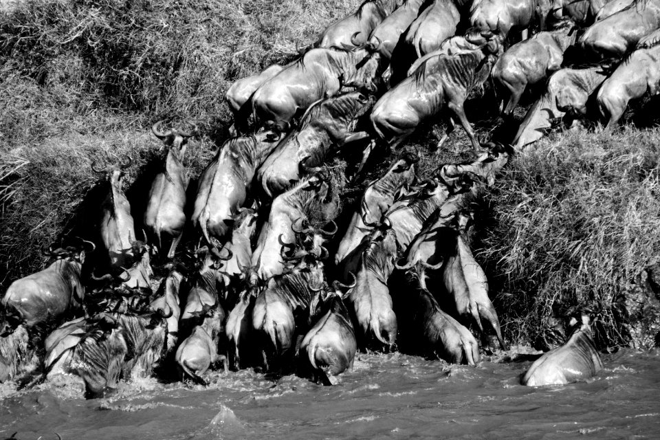 Serengeti national park, Tanzania, Animals