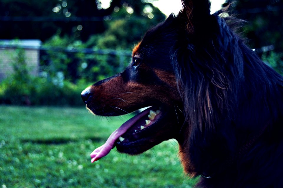 Black, Smile, Sunset