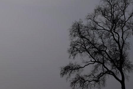 Vladivostok, Russia, Scary tree