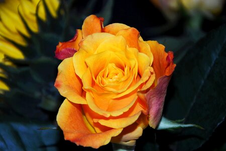 Bloom orange rose flower photo
