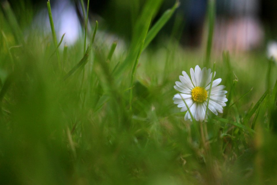 Picnic, Flower, Grass