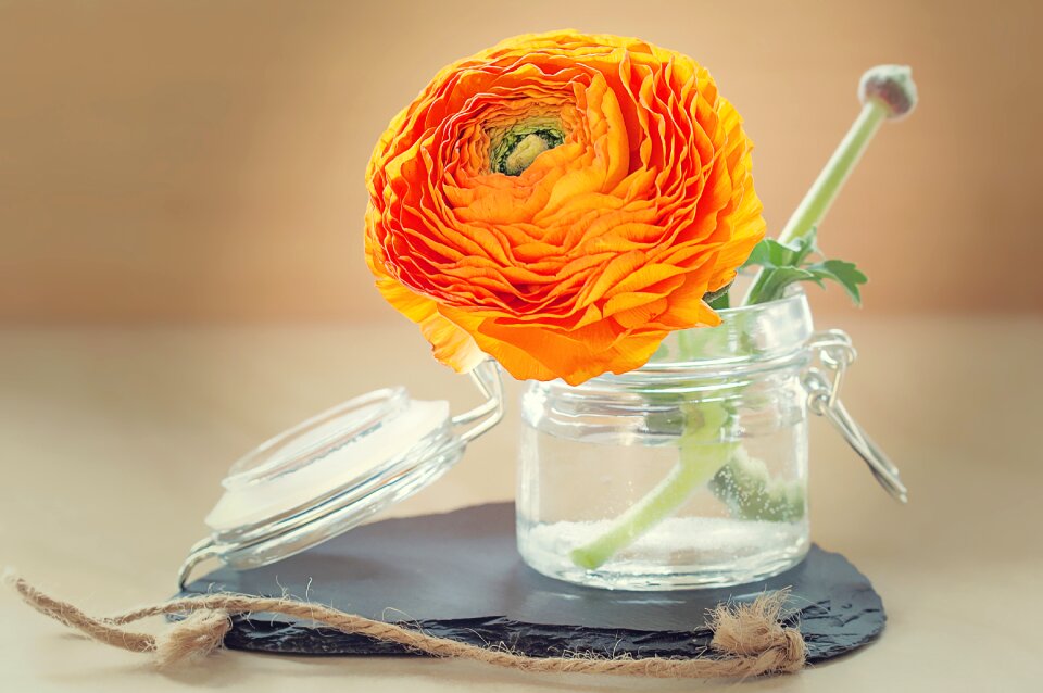 Blossom bloom orange