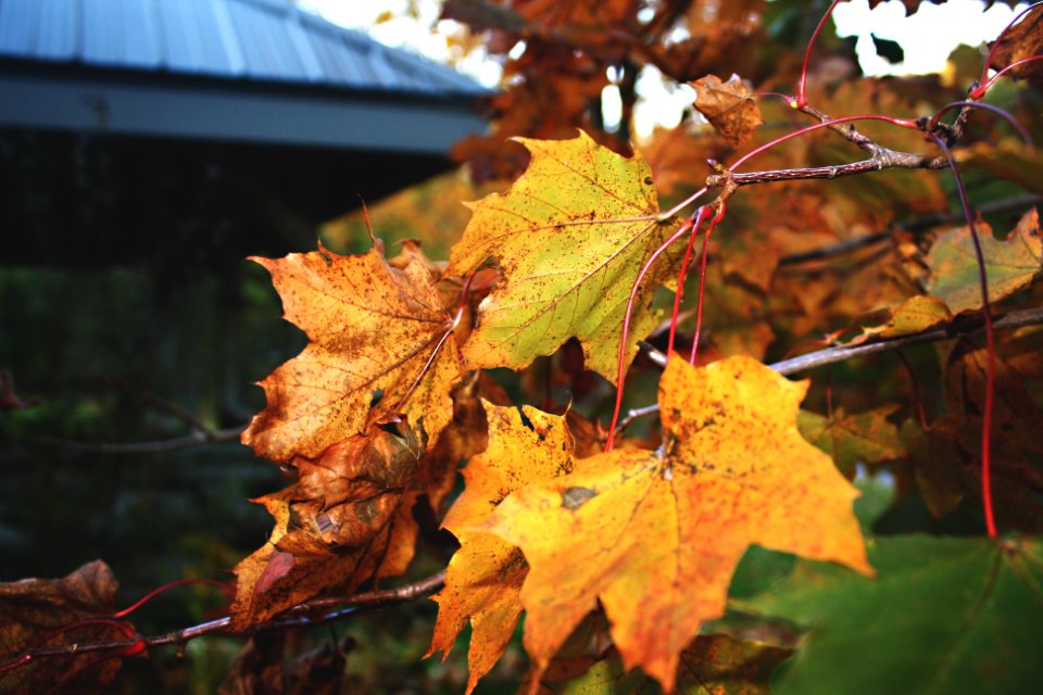Rockwood conservation area, Canada, Fall