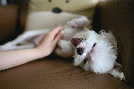 white puppy on brown couch photo