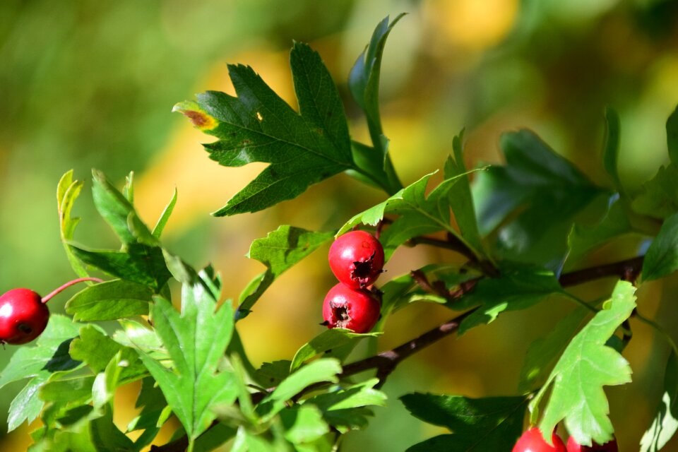 Nature red close up photo