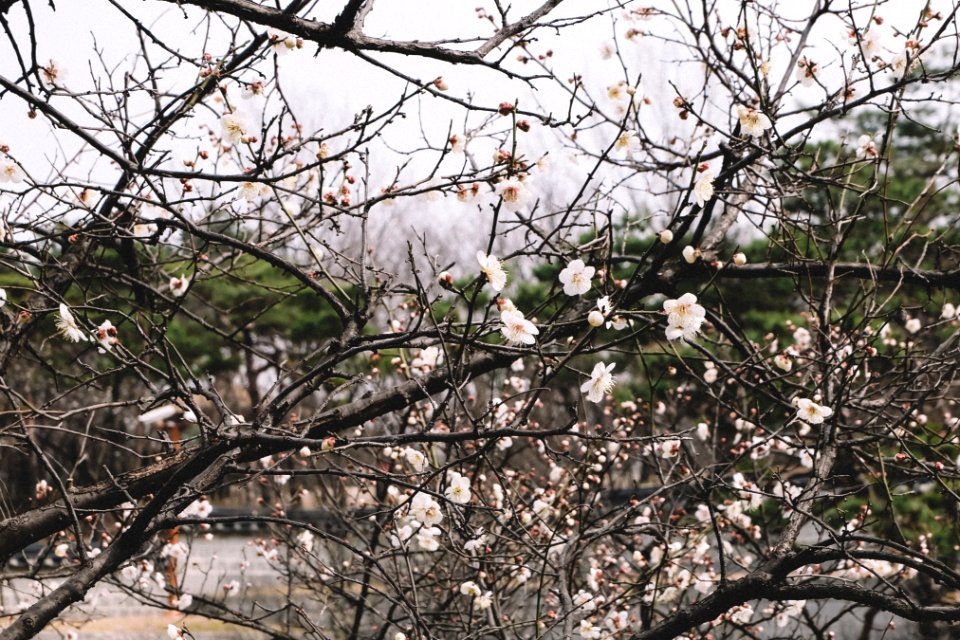 Namsangol hanok village, South korea, Plant