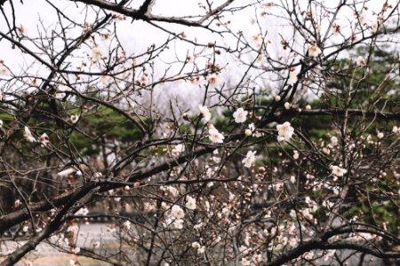 Namsangol hanok village, South korea, Plant
