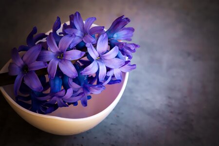 Violet flowers close up photo