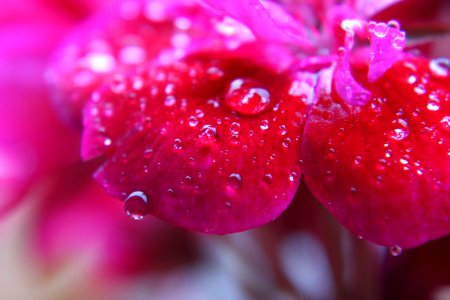 Pink, Nature, Rain photo