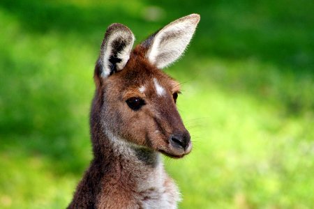 Kangaroo photo