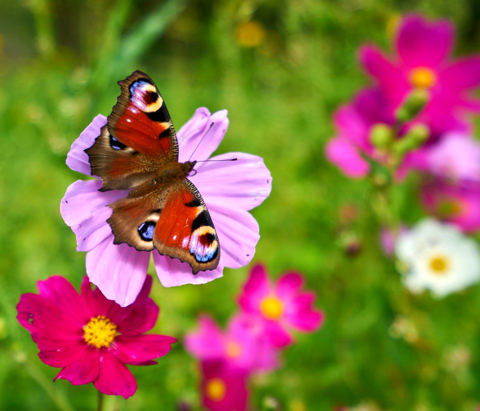 A reddish orange butterfly on a pink flower.