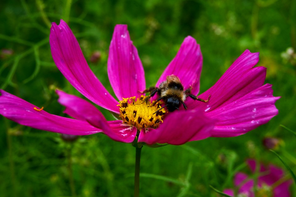 Finl, Nature, Autiontie 75