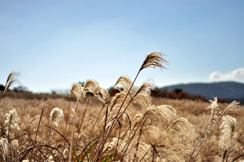 Jejudo, South korea, Peaceful