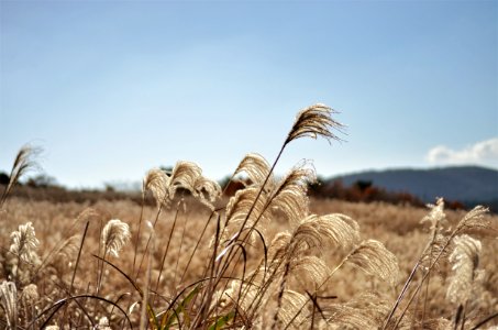 Jejudo, South korea, Peaceful