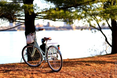 bicycle near tree