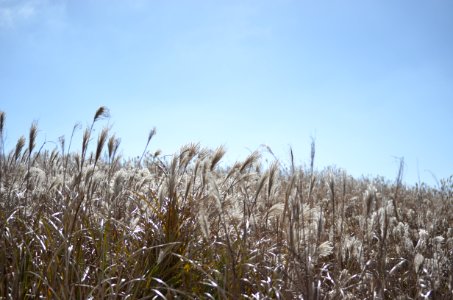 Jeju do, South korea, Grass photo