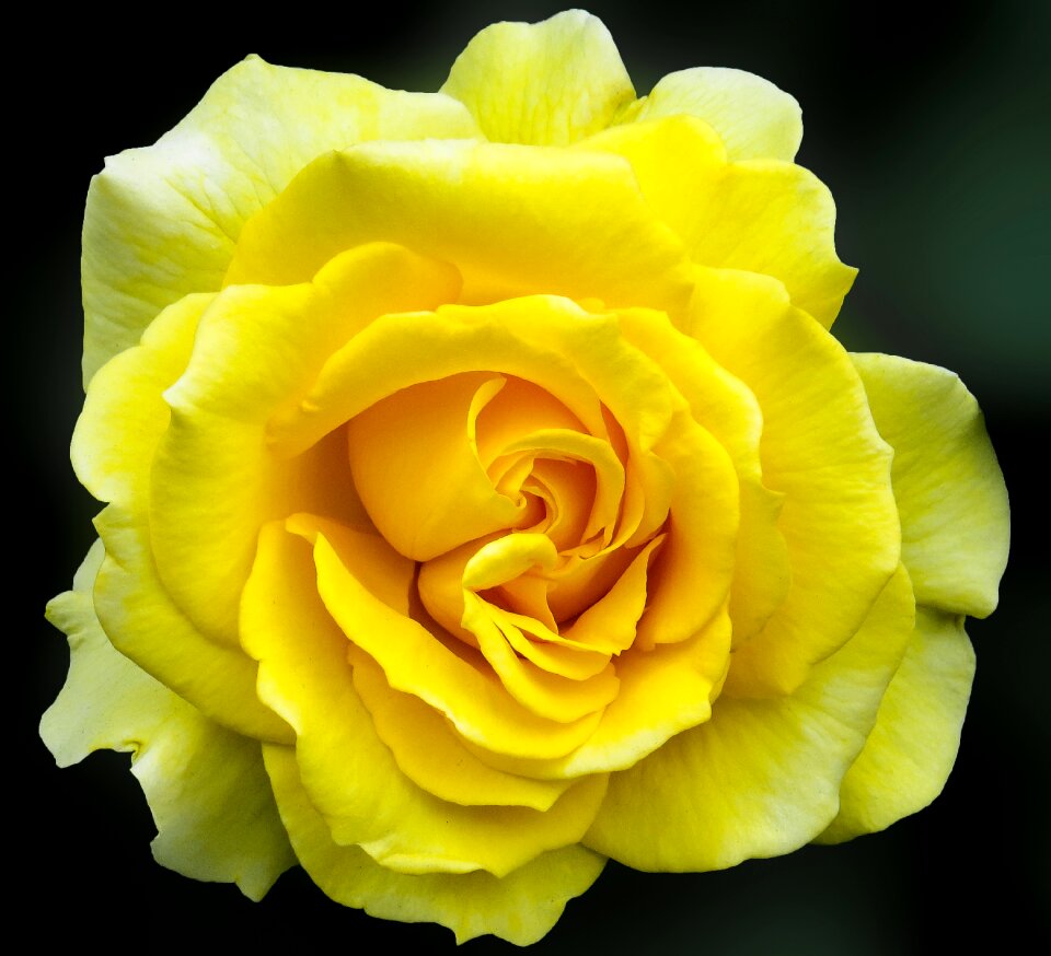 Bloom flower macro