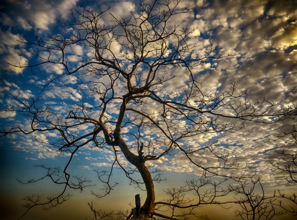 Clouds, Tree