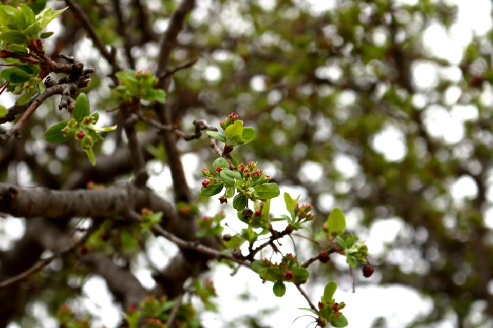 Bokeh, Leaves, Berry