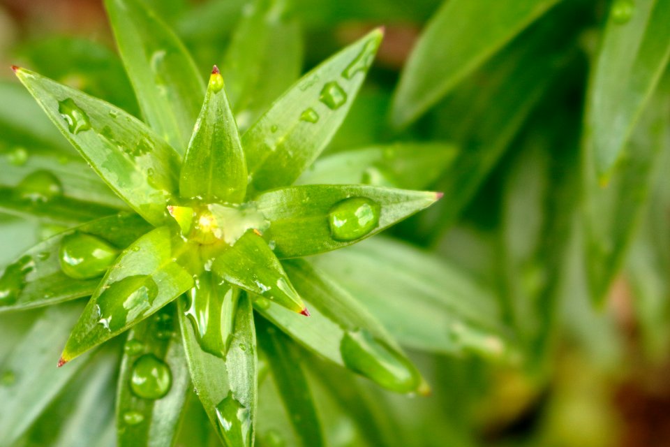 Flower, Rain drop, Rain