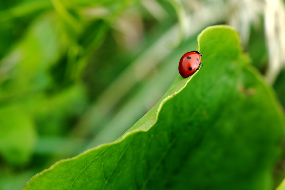 red and black bug on green leaf
