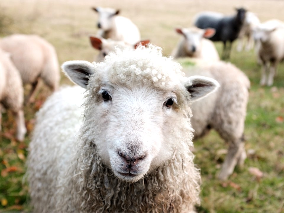 white sheep on green grass during daytime