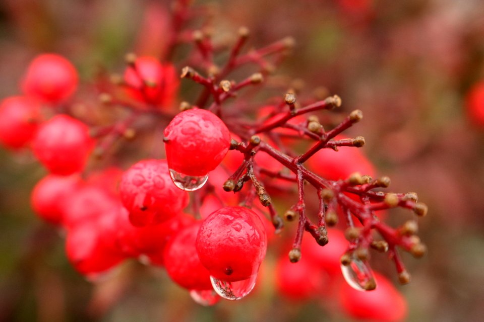 Branch, Water, Rain drop