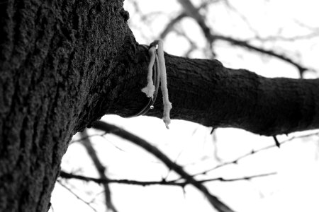 Rope, Tree branch, Tree photo